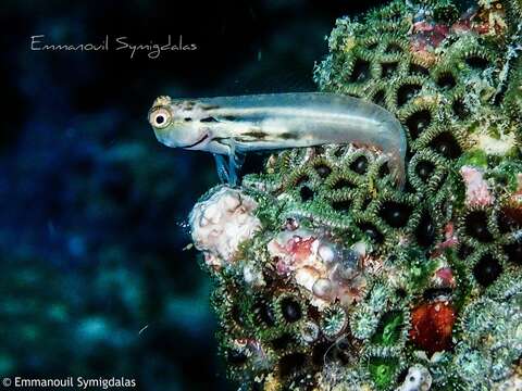 Image of Yaeyama coralblenny