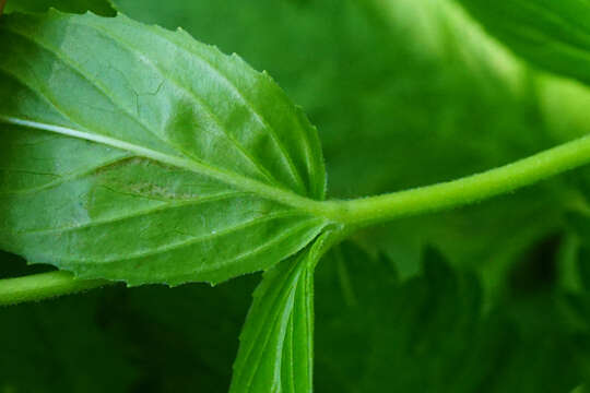 Image of alpine willowherb