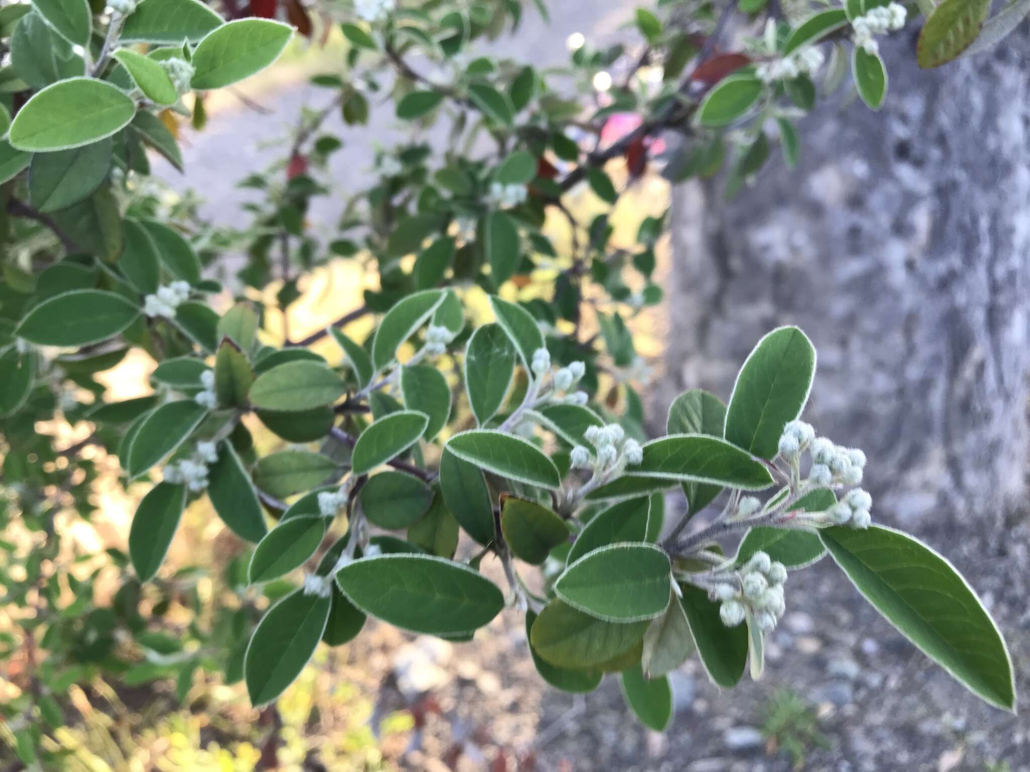 Sivun Cotoneaster pannosus Franch. kuva