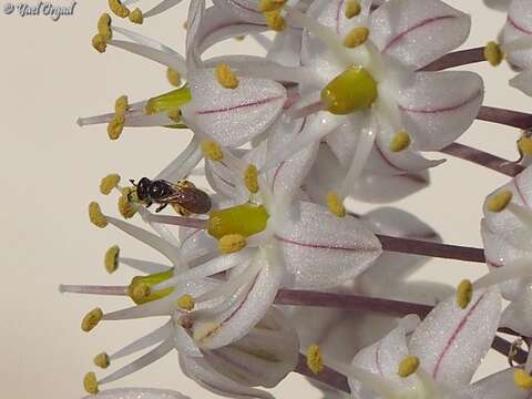 Image of Lasioglossum pseudosphecodimorphum (Blüthgen 1923)