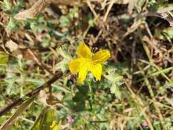 Image of Hypericum pubescens Boiss.