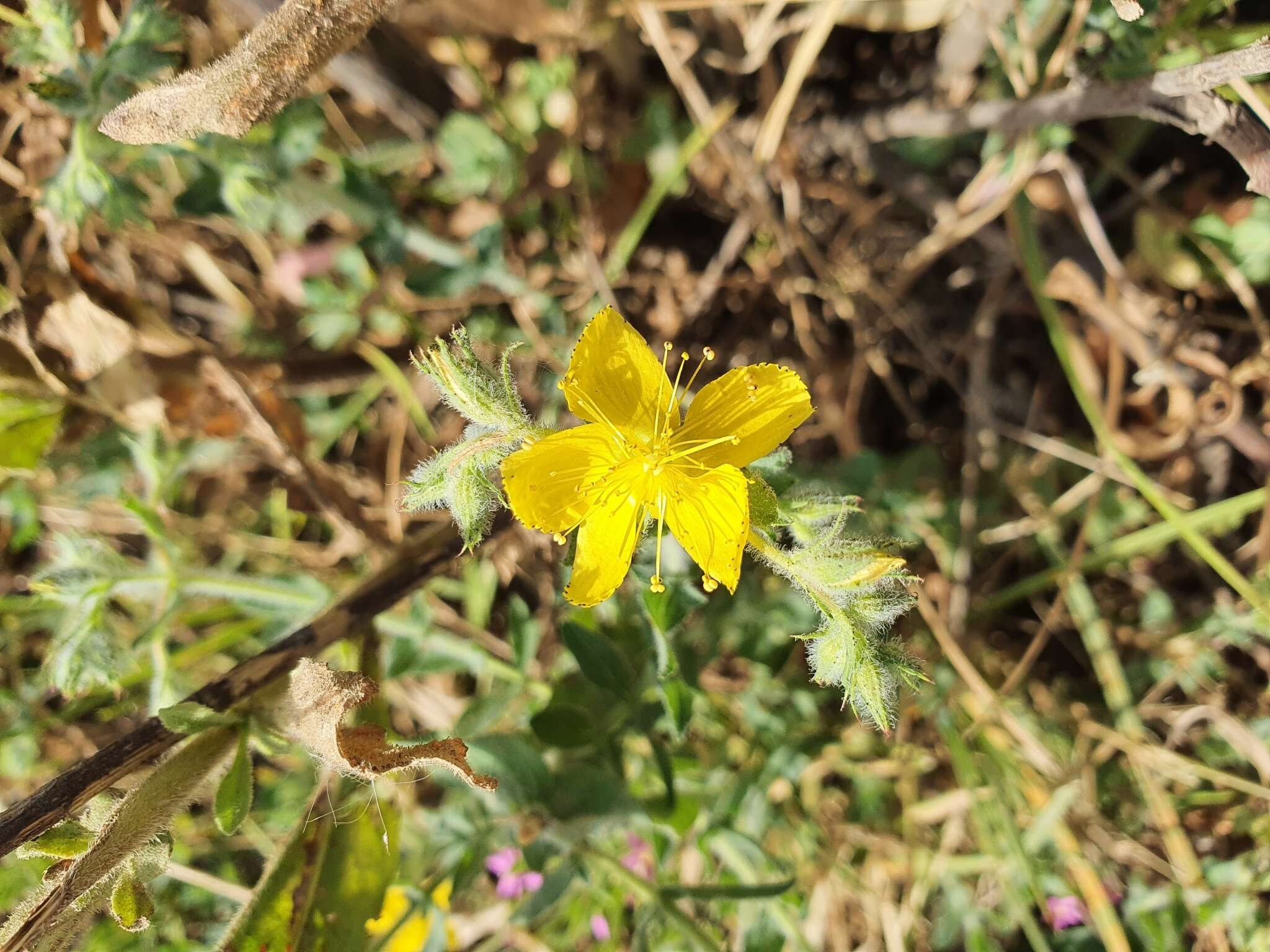 Image of Hypericum pubescens Boiss.