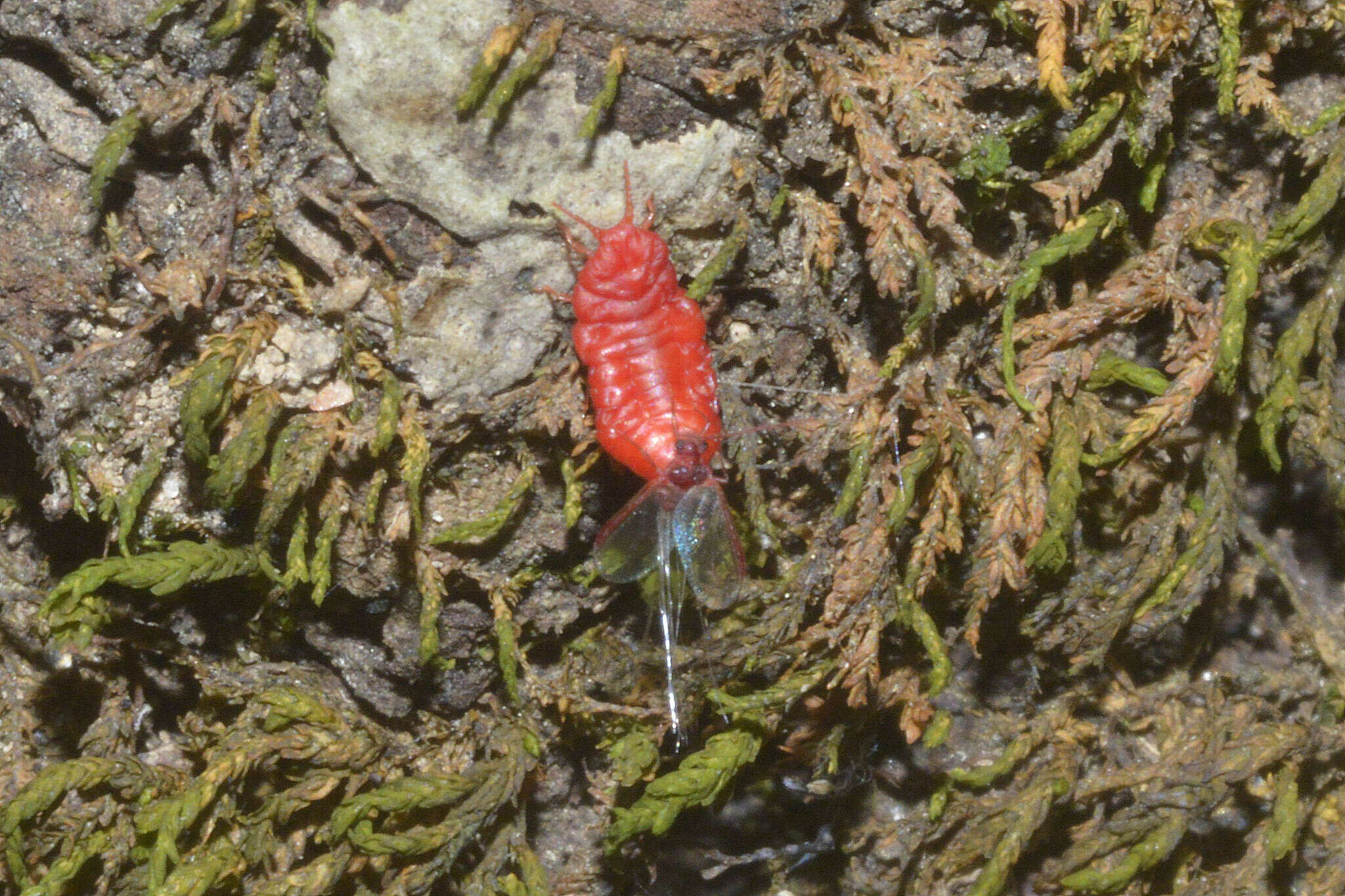 Image of Neosteingelia texana Morrison 1927