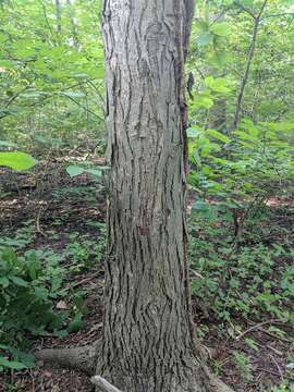 Image of shellbark hickory