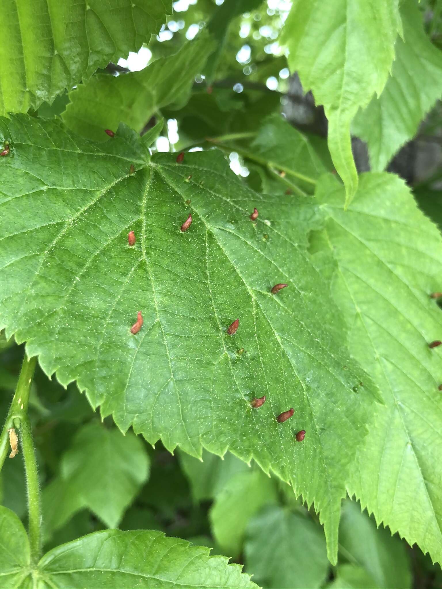 Image of Large-leaved Lime