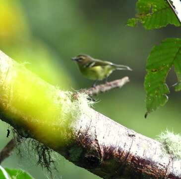 Image of Yellow-winged Vireo