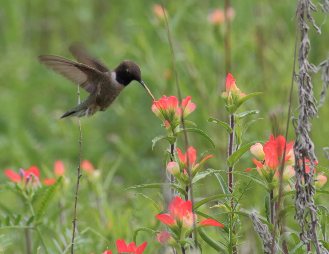 Image of Black-chinned Hummingbird