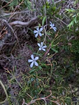 Image de Marianthus laxiflorus Benth.