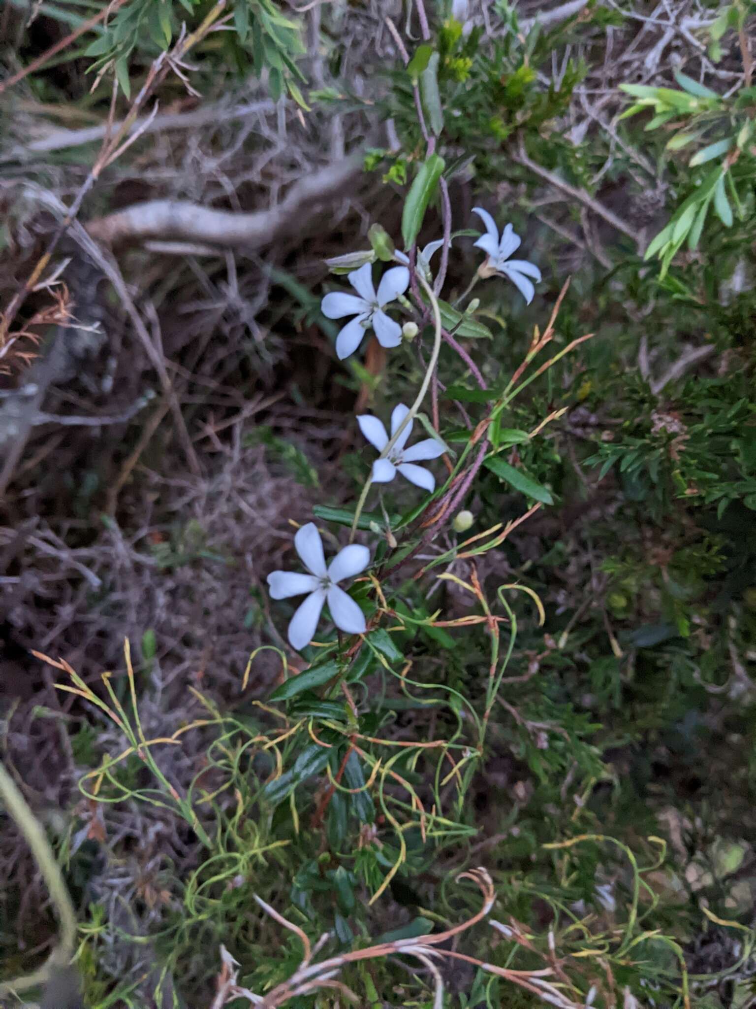 Image de Marianthus laxiflorus Benth.