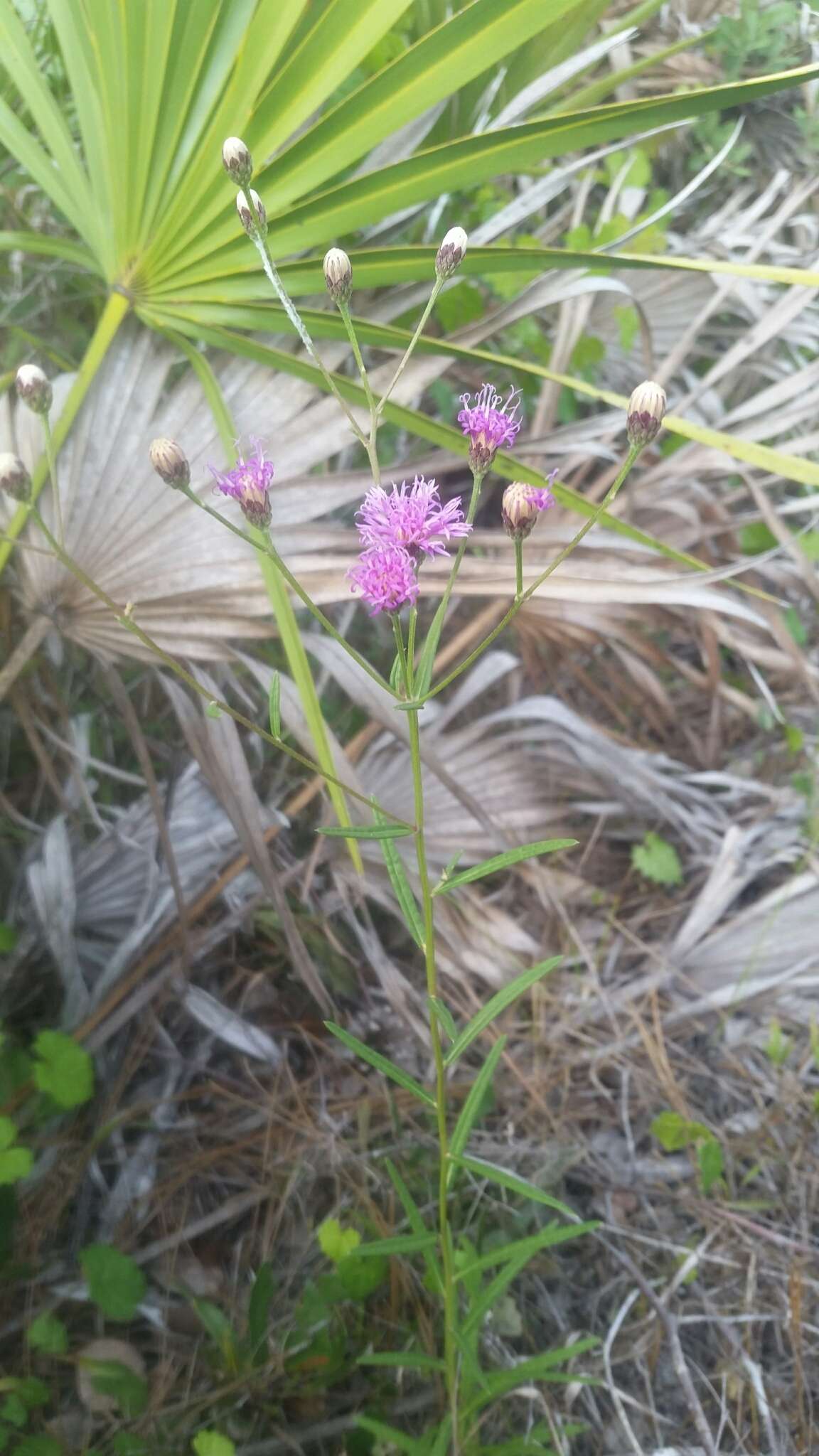 صورة Vernonia blodgettii Small