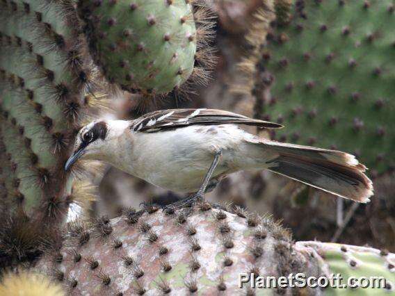 Image of Galapagos Mockingbird