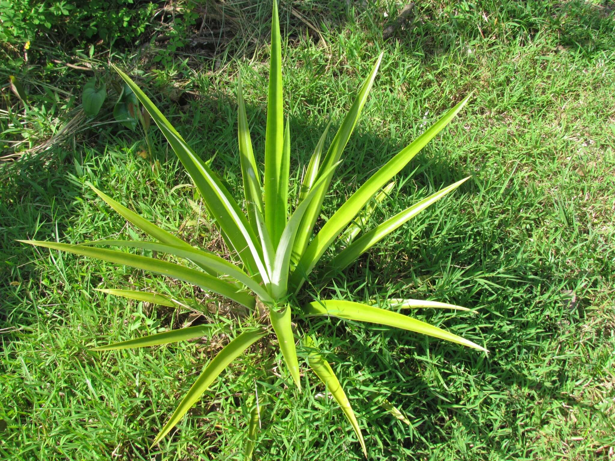 Image of Pineapples