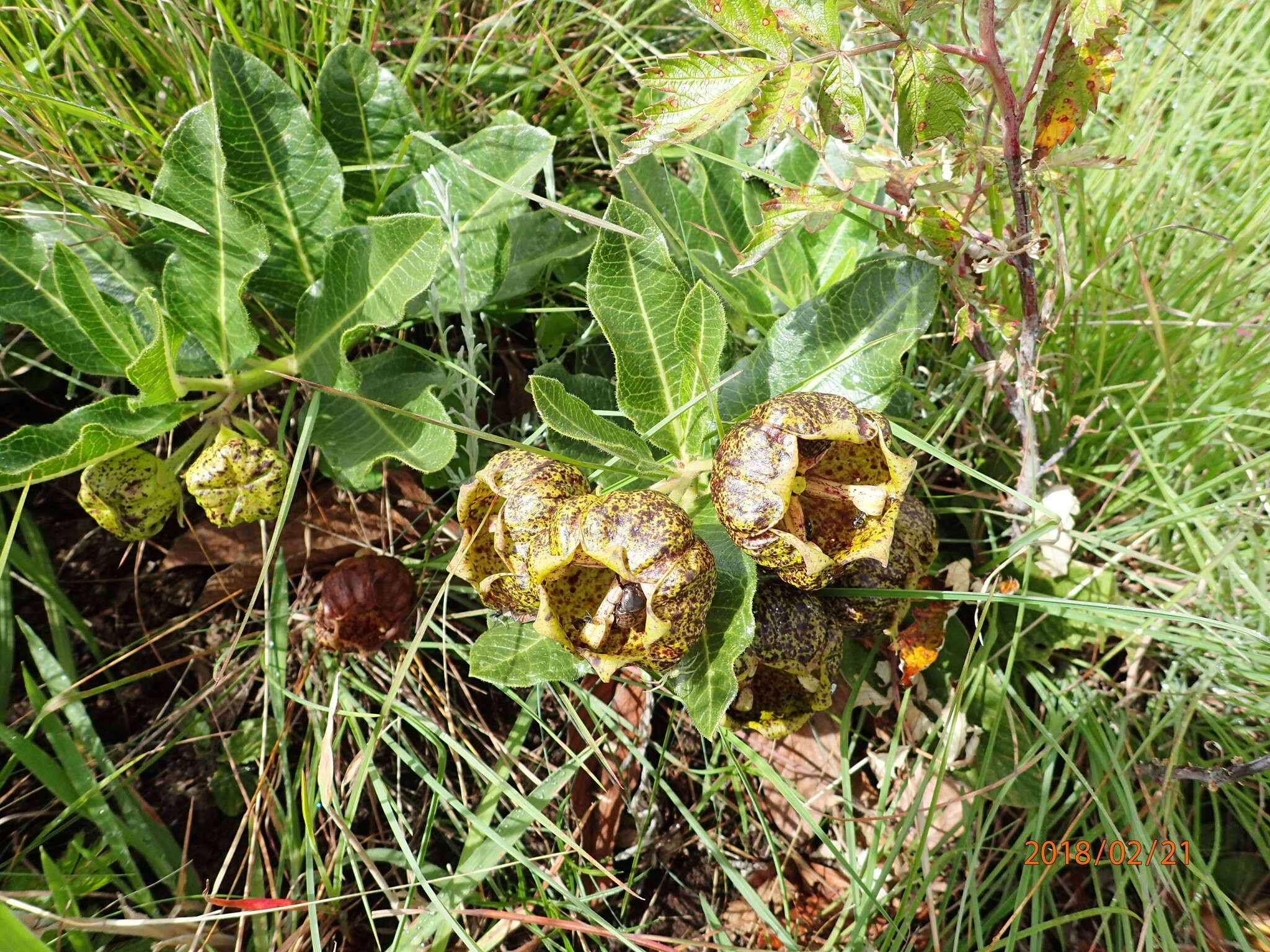 Image of Pachycarpus grandiflorus subsp. grandiflorus