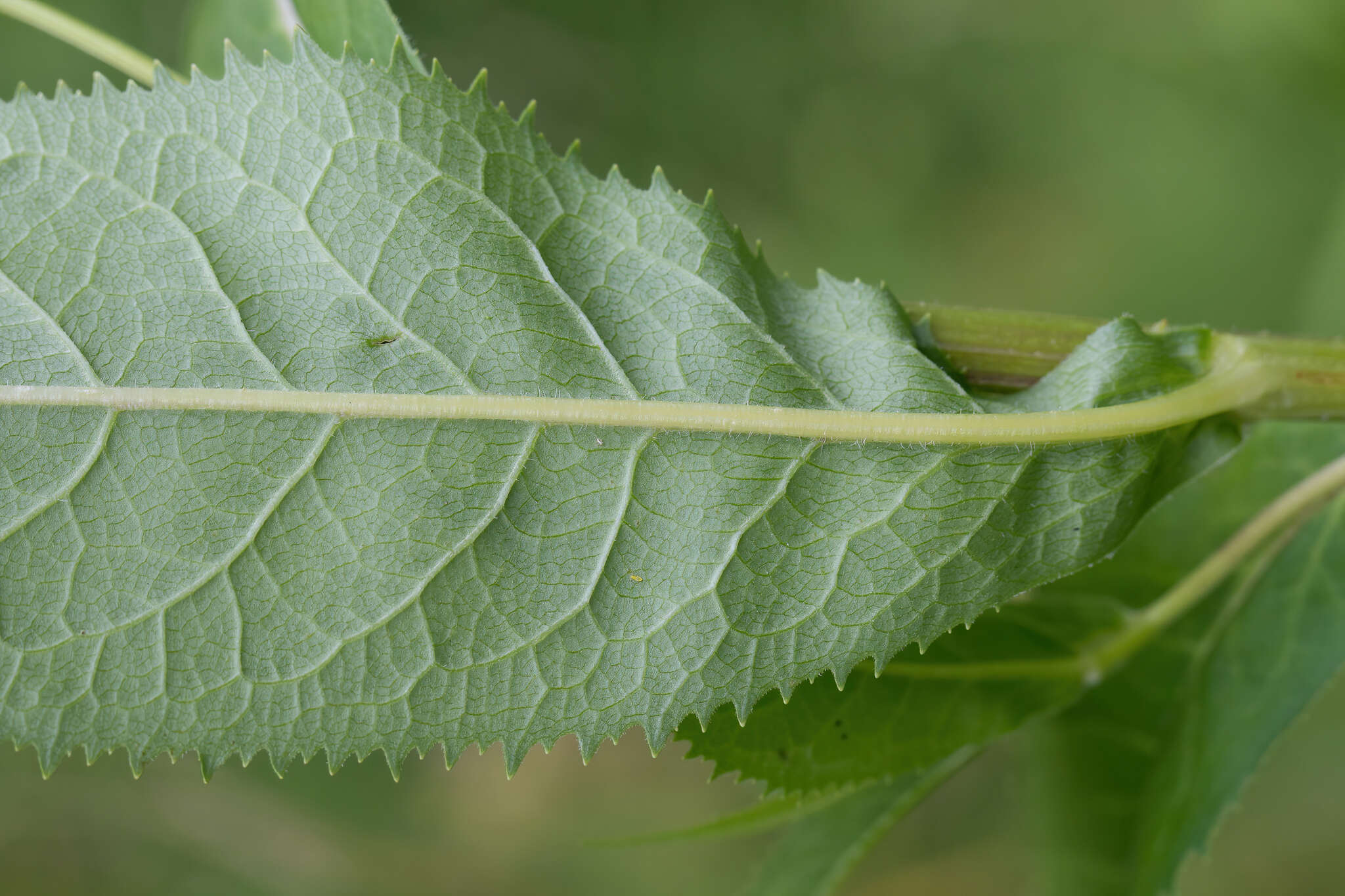 Image of Senecio nemorensis subsp. jacquinianus (Rchb.) Celak.