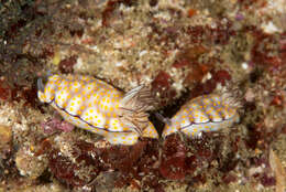 Sivun Hypselodoris pulchella (Rüppell & Leuckart 1830) kuva