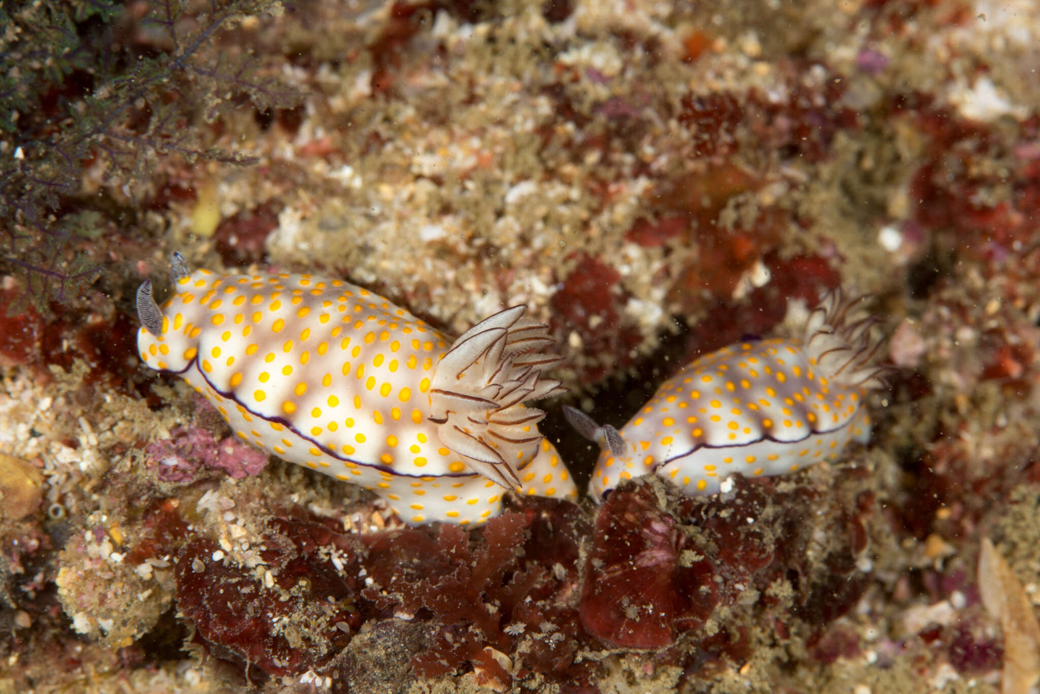 Plancia ëd Hypselodoris pulchella (Rüppell & Leuckart 1830)