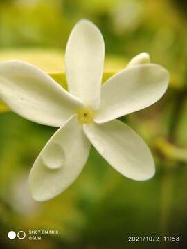 Image of Kopsia pauciflora Hook. fil.