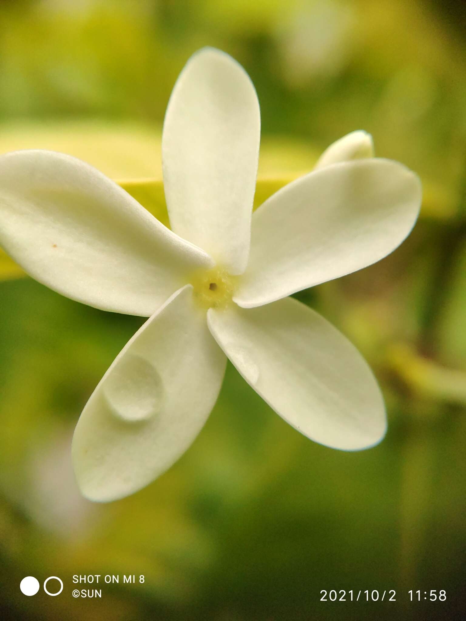 Image of Kopsia pauciflora Hook. fil.