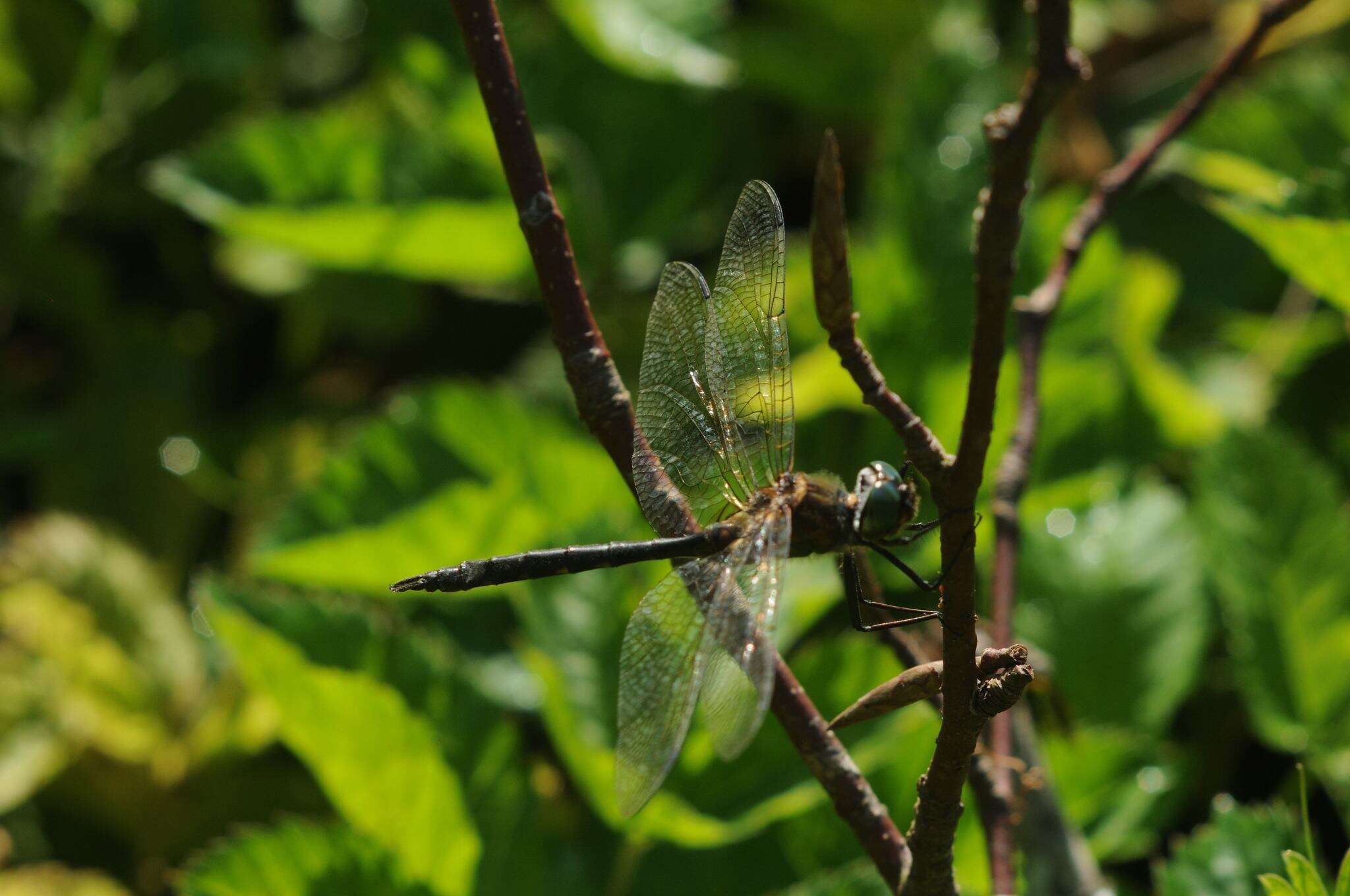 صورة Somatochlora flavomaculata (Vander Linden 1825)