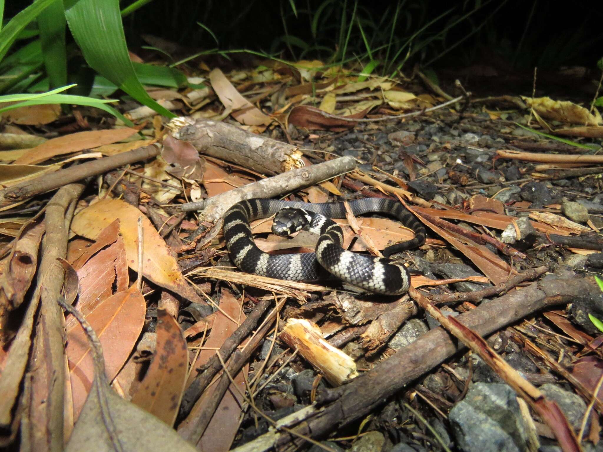 Image of Stephens's Banded Snake