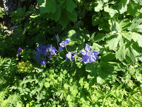 Aquilegia alpina L. resmi