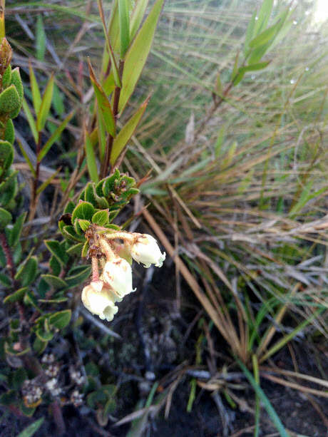 Sivun Gaultheria anastomosans (L. fil.) Kunth kuva