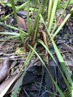 Image of Tall Yellow-Eyed-Grass