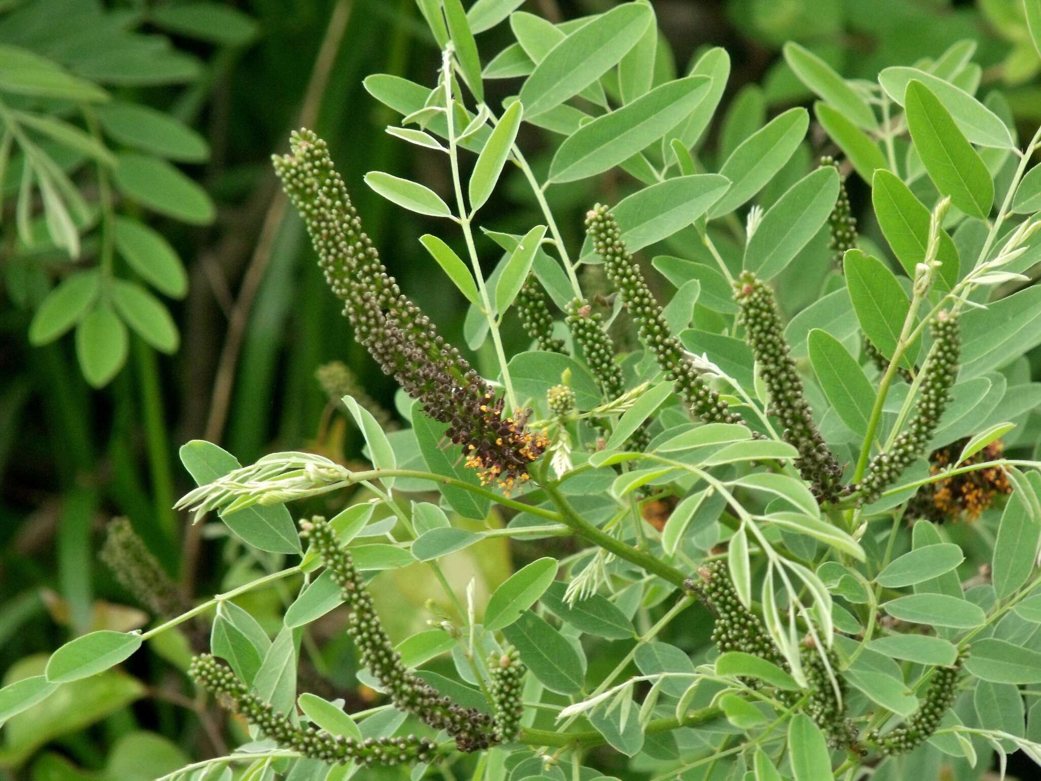 Image of desert false indigo