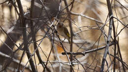 Imagem de Conopophila rufogularis (Gould 1843)