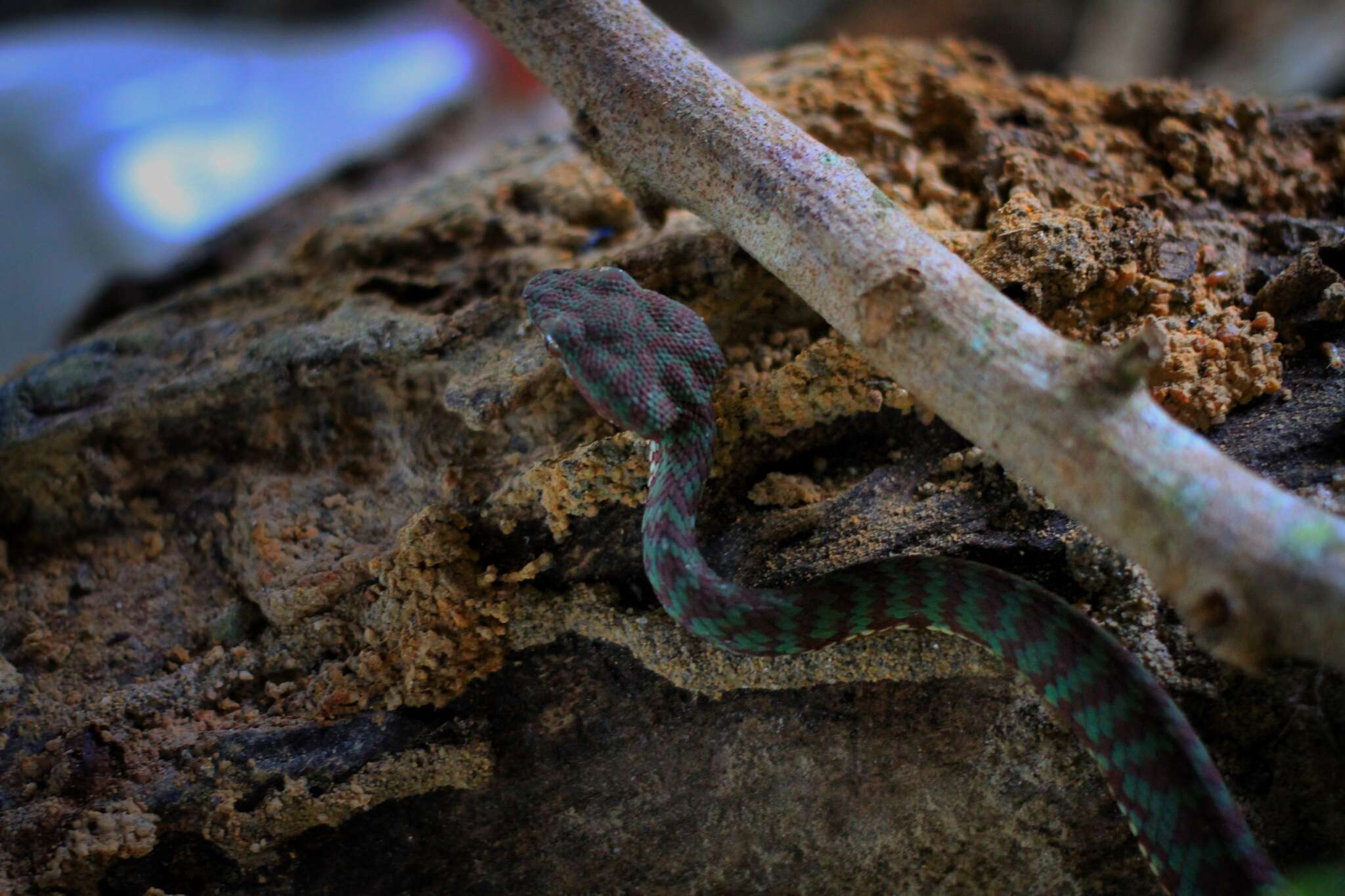 Image of Beautiful pitviper