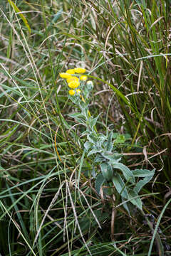 Image de Helichrysum decorum DC.