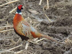 Image of Chinese Ring-necked Pheasant