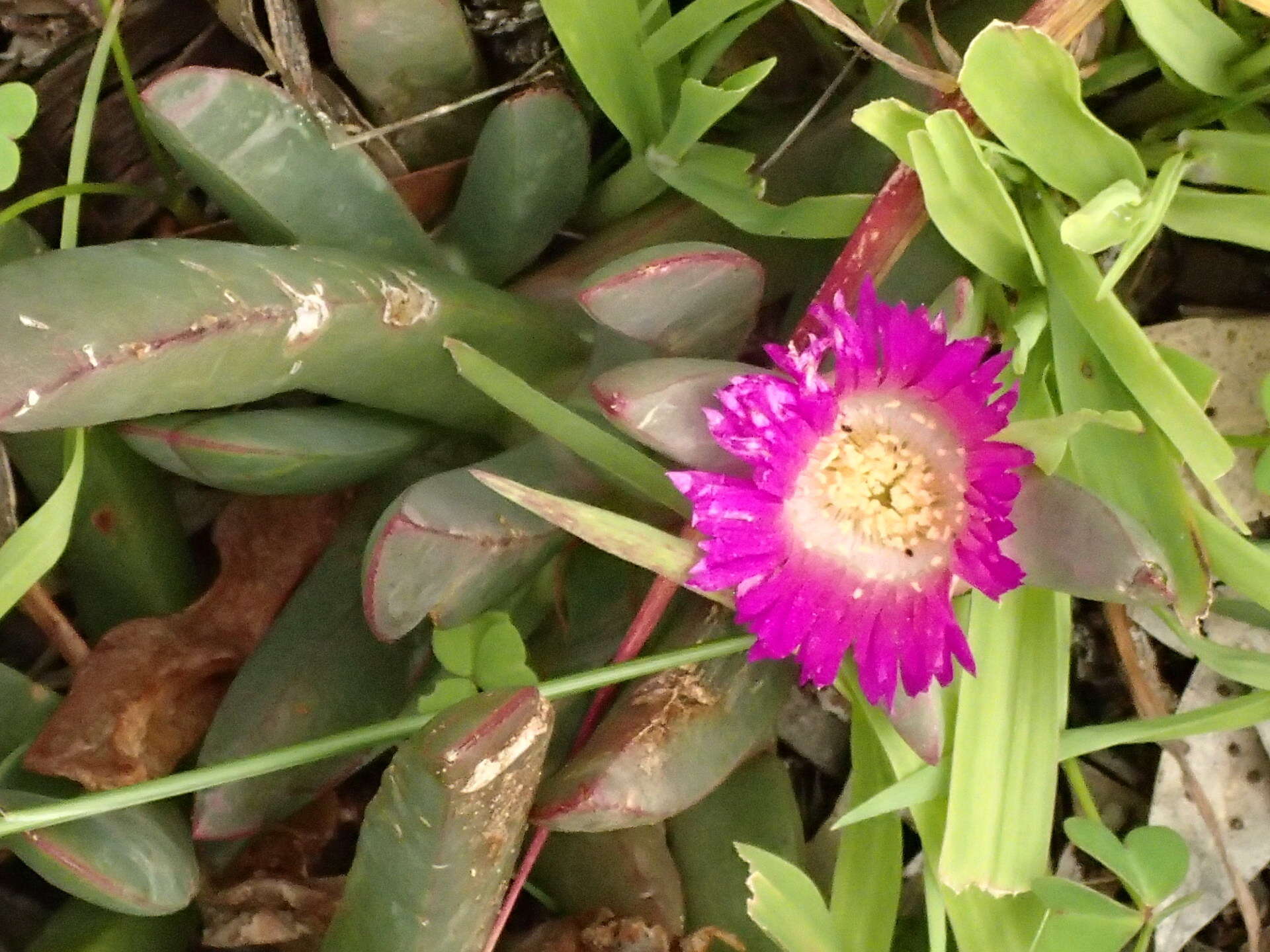 Image of Carpobrotus modestus S. T. Blake