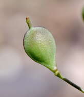 Image of graceful false flax