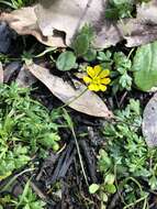 Image of Ranunculus glabrifolius Hook.