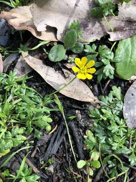 Слика од Ranunculus glabrifolius Hook.