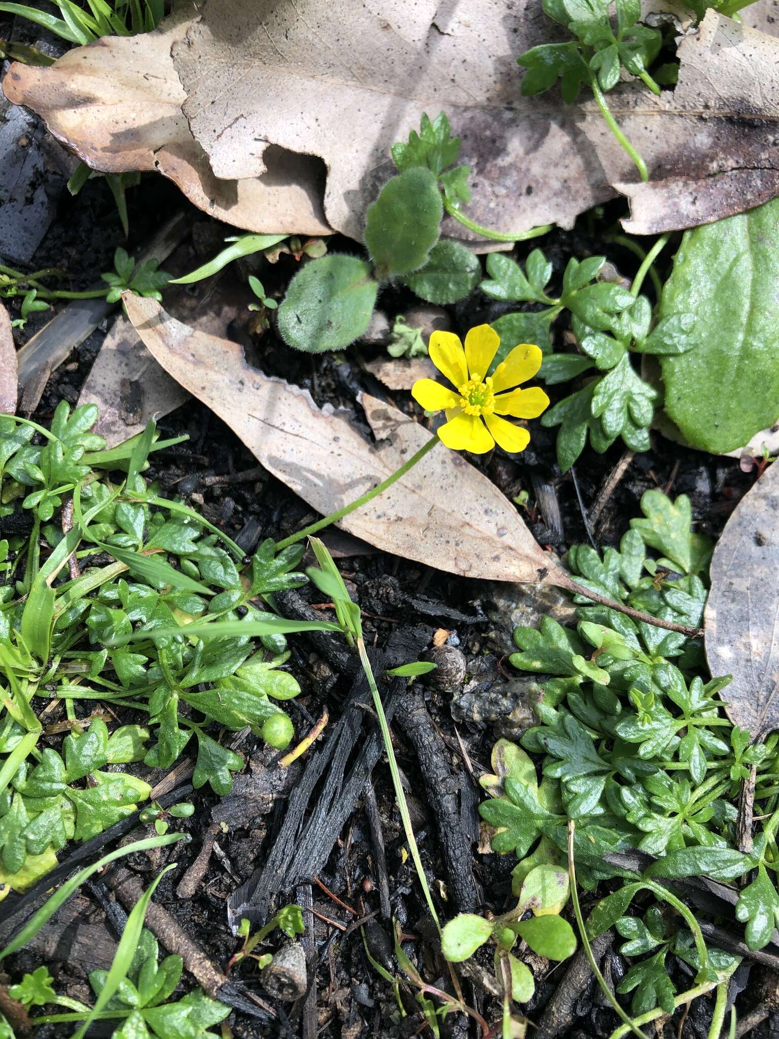 Image of Ranunculus glabrifolius Hook.