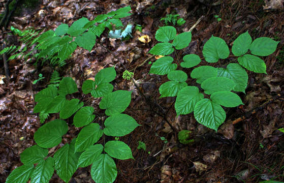 Image of American spikenard