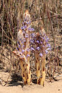 Image of Orobanche coerulescens Stephan