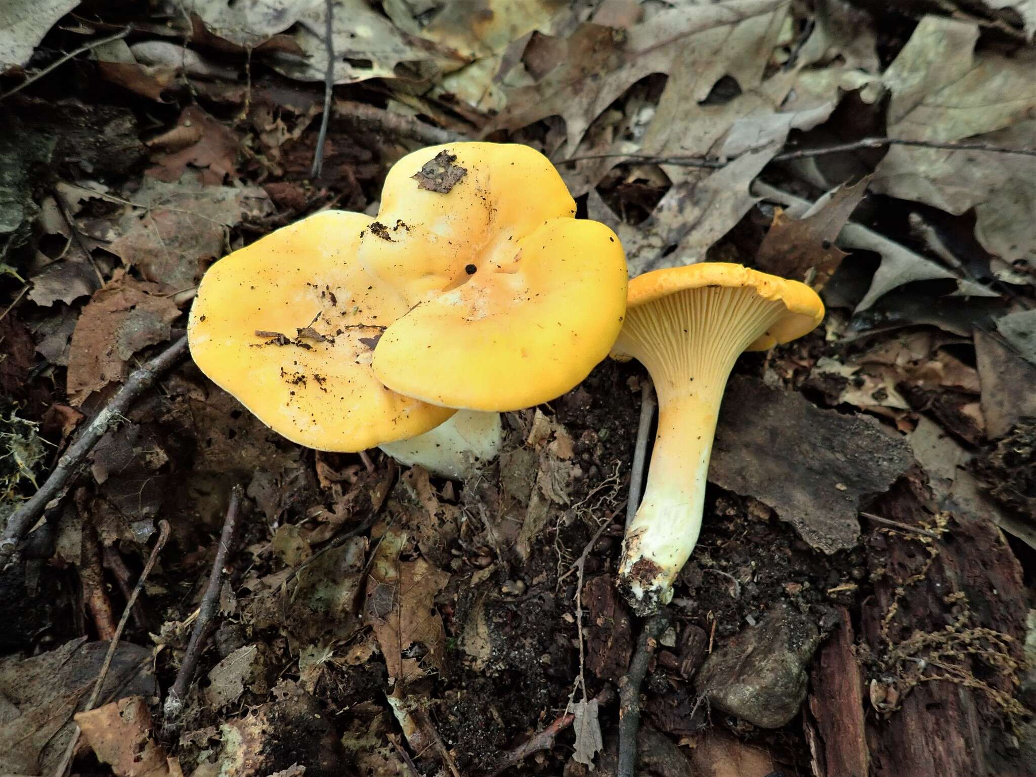 Image de Cantharellus flavus Foltz & T. J. Volk 2013