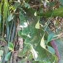 Image of Anthurium dombeyanum Brongn. ex Engl.