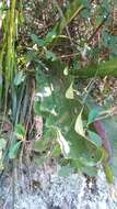 Anthurium dombeyanum Brongn. ex Engl. resmi