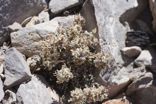 Image of Jaeger's draba