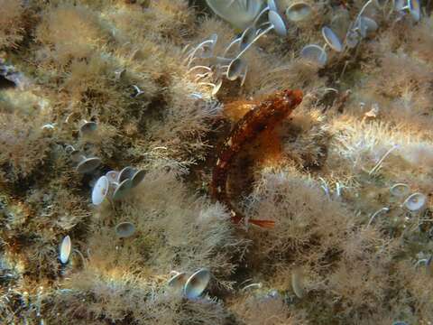 Image of Red Blenny