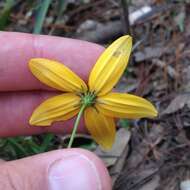 Image of Bidens bicolor Greenm.