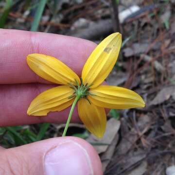 Imagem de Bidens bicolor Greenm.