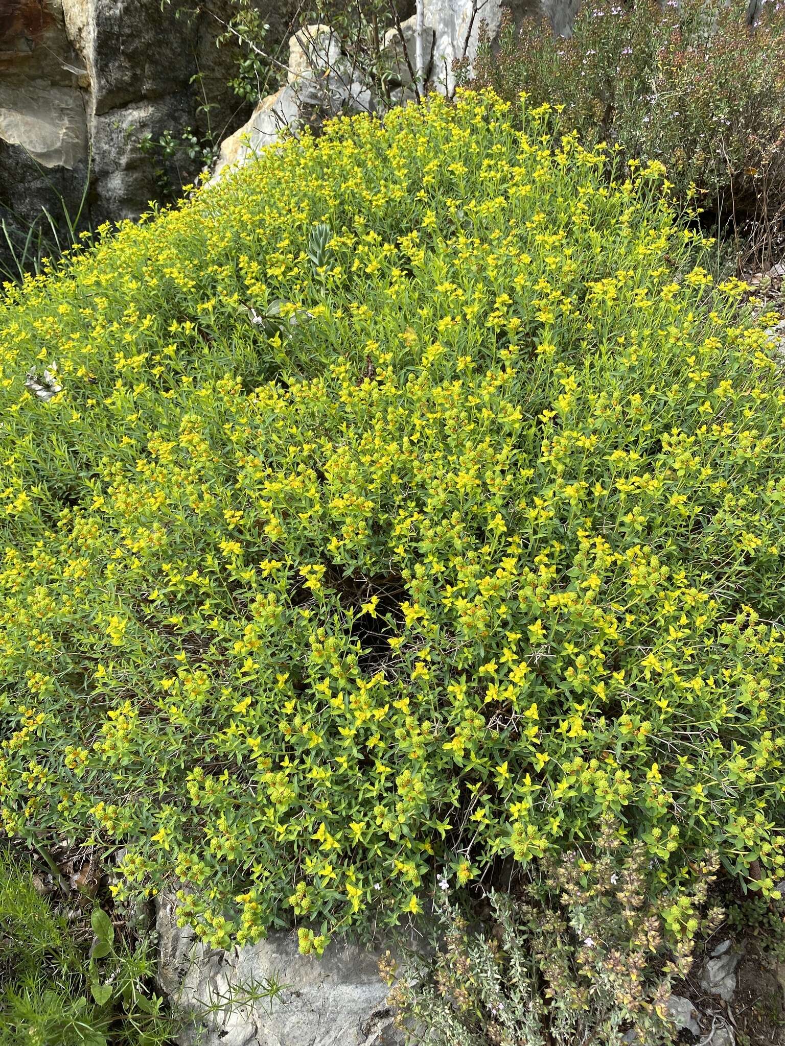 Слика од Euphorbia spinosa L.