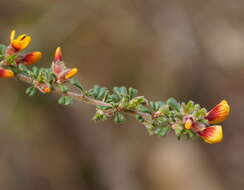 Imagem de Pultenaea scabra R. Br.