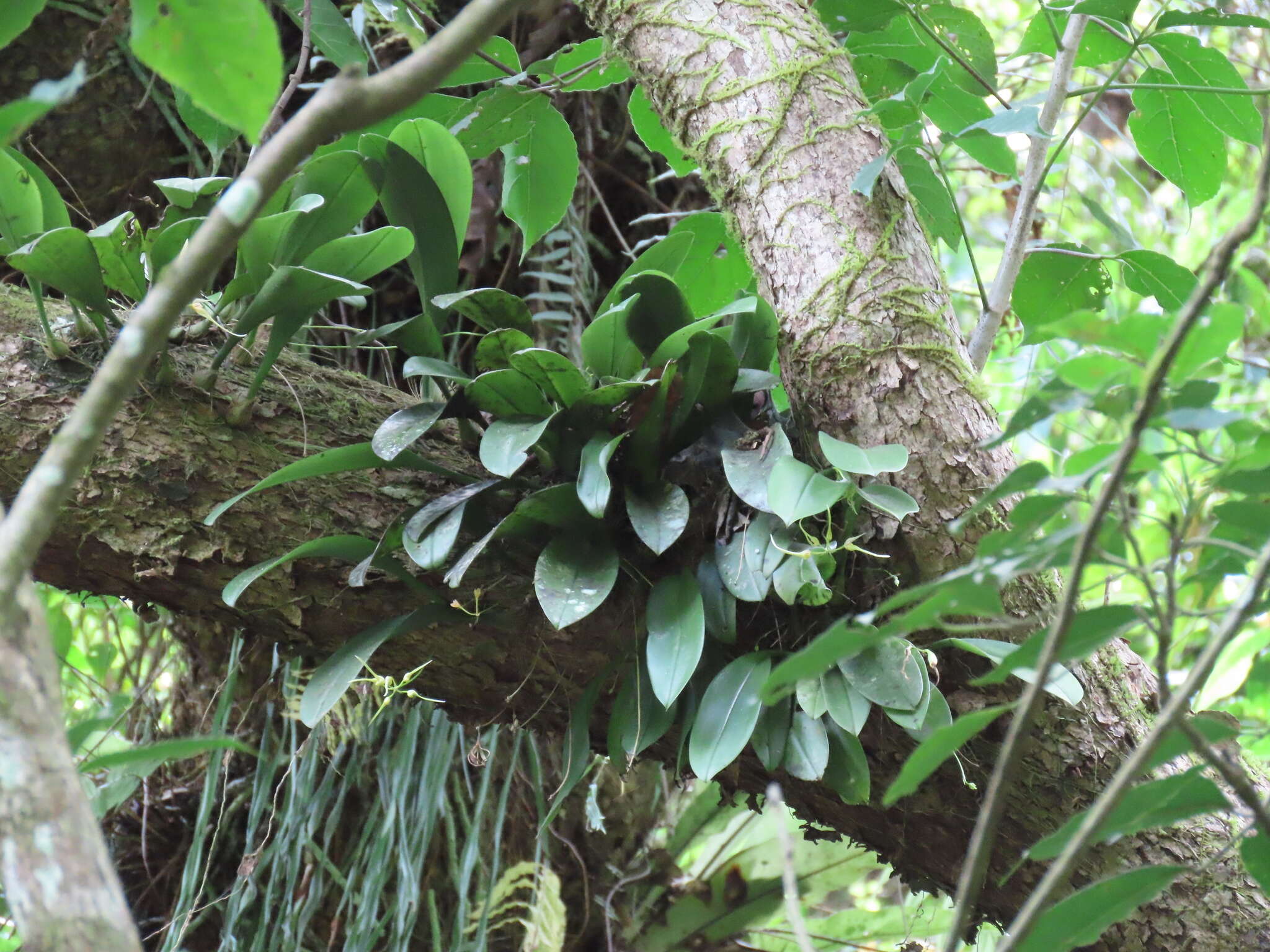 Image of Bulbophyllum macraei (Lindl.) Rchb. fil.