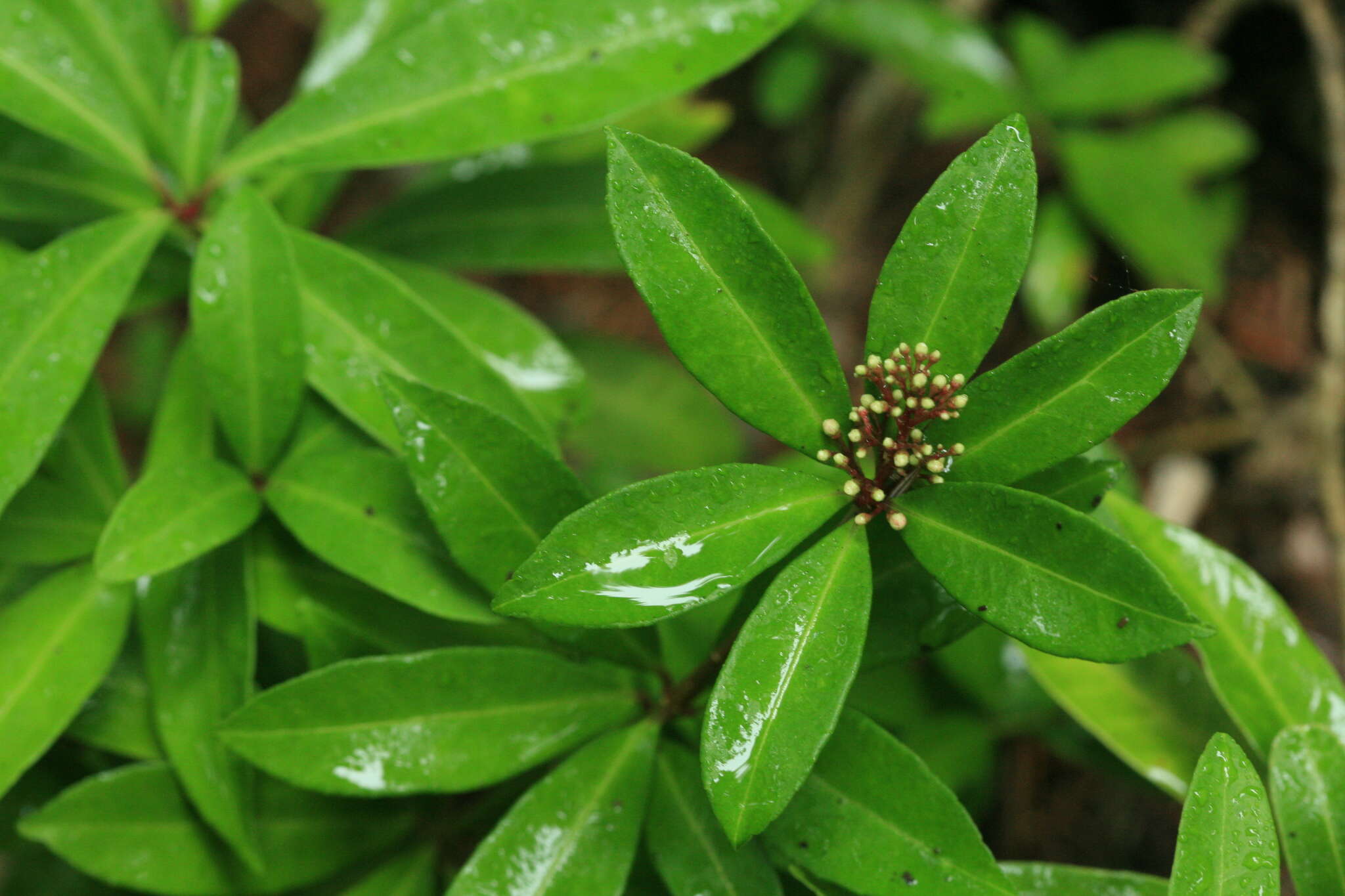 Image of Skimmia japonica f. repens (Nakai) Hara